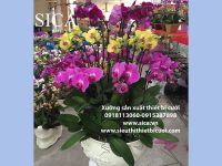 Bán các mẫu chậu hoa có sẵn tại xưởng giá rẻ