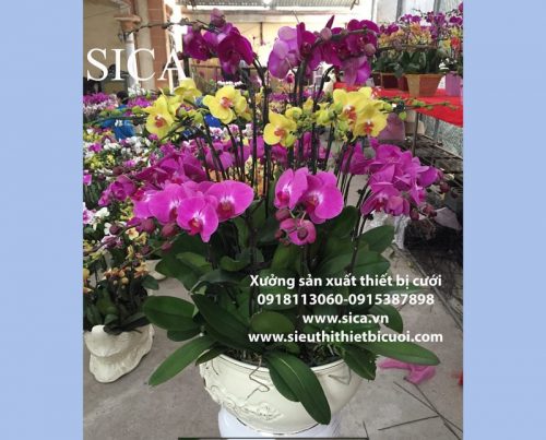 Bán các mẫu chậu hoa có sẵn tại xưởng giá rẻ