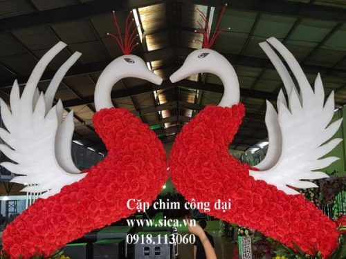 Chuyên cung cấp mẫu chim công rẻ đẹp