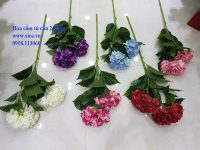 Bán hoa cẩm tú cầu đẹp rẻ